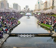 “불광천에서 벚꽃축제 열어요”…‘은평의 봄’ 개최