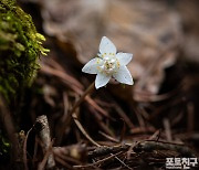 [포토친구] 무갑산 너도바람꽃