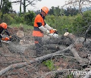 제주도, 소나무류 이동 특별단속