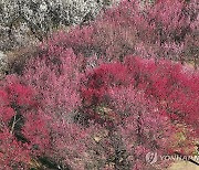 금요일 중부·충청 미세먼지 '나쁨'…동해안 낮 22도까지