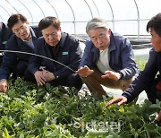 [포토] 일조량 부족 참외 피해농가 방문한 강호동 농협회장