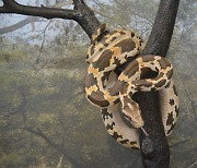 징그럽고 무서워도 미래식량입니다…호주 연구진, 비단뱀 비밀 밝혀