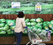 날뛰는 배춧값, 폭주하는 부추값…비 맞더니 미쳐버린 무값