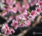 과일값, 더 오를라..."이상 기후로 이른 개화"