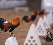 [굿모닝월드] 투계시장 부활 움직임