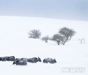 콜로라도주 눈폭풍, 눈 속에 웅크린 가축들