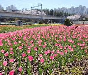 "긴 겨울 이겨내고…" 부산 화명생태공원에 튤립 7만 송이 '활짝'