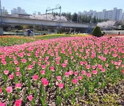 부산 화명생태공원 봄꽃 구경 오세요…튤립 7만송이 형형색색