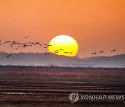 천수만 노을과 흑두루미