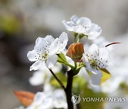 평년보다 열흘 일찍 피는 과일 꽃…농진청 "서리 피해 우려"