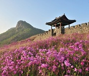 산청군, '제40회 산청황매산철쭉제' 4월 27일 축포