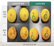 金사과 장기보관 어쩌나...'신선도 유지 스티커' 만든 스타트업