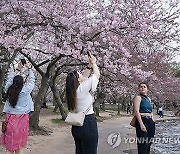 USA CHERRY BLOSSOM TREES