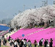 "봄기운 만끽하세요"…3월말 전북 곳곳 벚꽃축제