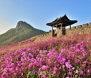 꽃피는 경남의 봄, 형형색색 '봄꽃축제'로 여행 '흥'세포 깨워볼까요!