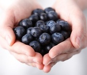 눈 건강, 암 예방, 기억력에 좋다는 블루베리… 하루에 ‘얼마나’ 먹어야 효과?