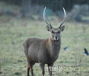 ‘한라산 노루는 어쩌라고’…제주 산간에 외래종 사슴 250여마리 서식