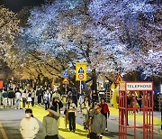 경북도, 22개 시군 봄꽃축제 시계 빨라지고 있다
