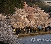 Cherry Blossoms Washington
