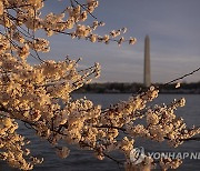 Cherry Blossoms Washington