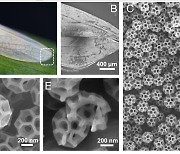 [사이테크+] 곤충 분비물 분석해보니…"투명망토 제작 가능한 특수 구조"