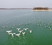 [AsiaNet] 산둥성 관현: 란하이 저수지 새들의 낙원이 되다