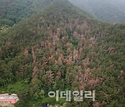 산림청, 소나무재선충병 피해지역서 수종전환 추진