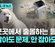 "잡아도 문제 안 잡아도 문제"…들개를 어찌하오리까