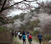 '봄꽃·산벚꽃·홍도화'…금산서 3색의 꽃축제 연이어 열린다