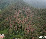 산림청, 소나무재선충병 극심지역 수종전환 본격 추진