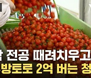 [자막뉴스] 전공 버리고 대박 났습니다...청년의 특별한 '토마토'