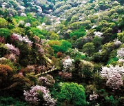 금산군, 봄기운 '금산첨화' 3색 봄꽃 만개