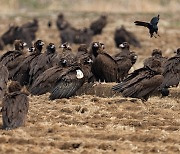 “몽골은 낳아준 부모, 한국은 길러준 부모”…“멸종위기 독수리, 함께 보살펴야죠”