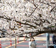 '절기 춘분, 활짝 핀 제주 벚꽃'