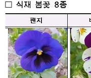 봄꽃 가득한 한강공원…팬지·비올라 등 6만8천본 심어