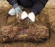 산불 피해지에 희소식...고가의 버섯 '복령' 수확 성공