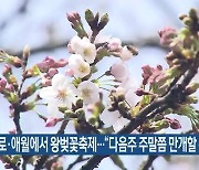 전농로·애월에서 왕벚꽃축제…“다음주 주말쯤 만개할 듯”