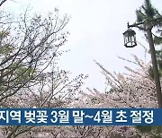 부산지역 벚꽃 3월 말~4월 초 절정