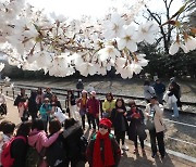전국 최대 봄꽃 축제…62회 맞은 '진해군항제'