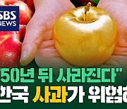 [김밥경제] 줄어드는 사과 재배 면적…강원도 정선까지 몰렸다 2070년 한국 사과 자취 감출까?