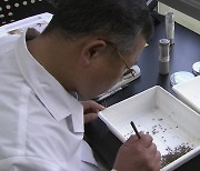 질병청, 남부지방부터 일본뇌염 매개모기 감시 시작
