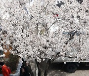 벚꽃 피니, 지역 축제도 활짝