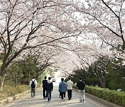 동명대 총학생회, 출범식 대신 벚꽃 캠퍼스 주민 초청