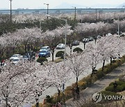 벚꽃 활짝…부산서 봄맞이 축제 다채