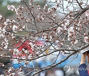 진해군항제 벚꽃 개화율 15％
