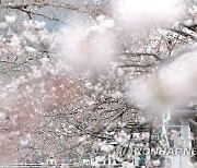 봄 도착…연분홍으로 물드는 진해 벚꽃