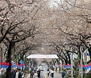 벚꽃 물결 없어도 즐거운 벚꽃축제