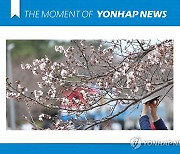 [모멘트] 진해군항제 벚꽃 개화율 15％