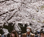 기후변화에 일본 벚꽃 개화 시기도 오락가락… 2100년 벚꽃 없는 지역도