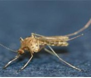 겨울잠 깬 모기 기지개… 질병청, 일본뇌염매개모기 감시 시작